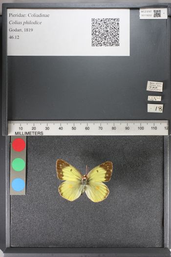 Media type: image;   Entomology 119252
